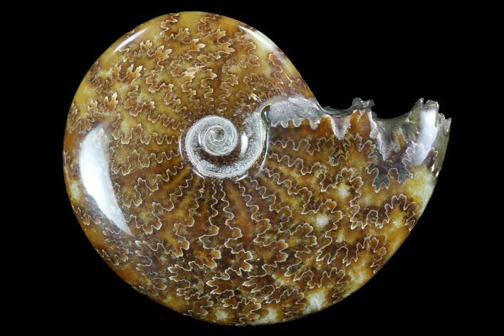 Polished, Agatized Ammonite (Cleoniceras) - Madagascar #97265